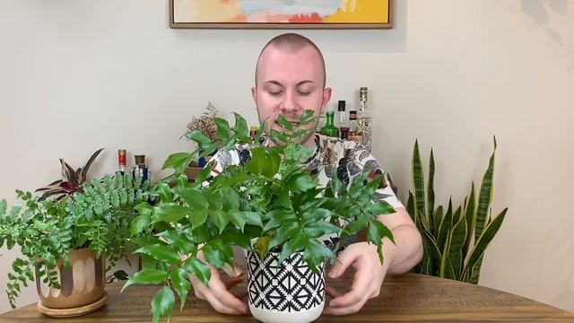 Care Tips For Ferns | Houseplant Tips & Tricks Ep. 14 смотреть онлайн