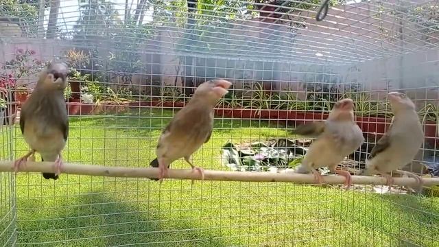 Grey Java chicks for sale location: Ernakulam смотреть онлайн