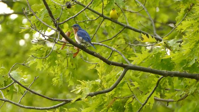 Нежная музыка, успокаивает нервную систему и радует душу | лечебная музыка для сердца и сна смотреть онлайн
