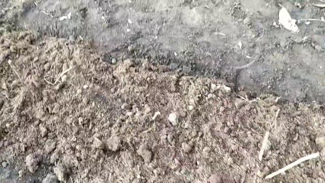 Малина ремотантная. смотреть онлайн