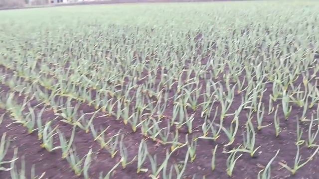 Снижает ли гербицид урожайность чеснока.