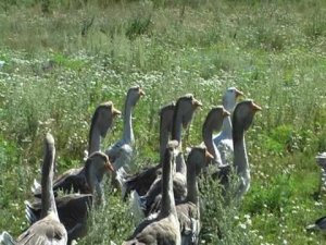 Холмогорские гуси. Автор сюжета Игорь из Орла