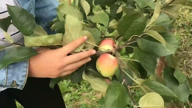 Яблоня сорт «Вишнёвое» смотреть онлайн