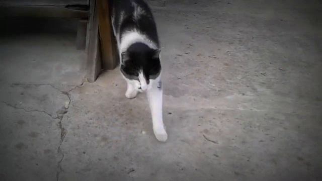 РАССКАЗЫВАЮ О ЖИВОТНЫХ / ЧАСТЬ 2 / СОБАКА И КОТ