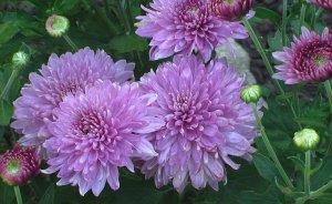 Хризантемы Chrysanthemum РЕЛАКС ТЕРАПИЯ ИМПРОВИЗАЦИЯ композитор Виктор Анохин #музыка #piano #цветы
