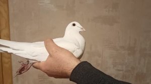 БЕЛЫЕ ПОЧТОВЫЕ ГОЛУБИ В МОЕЙ  ГОЛУБЯТНИ.