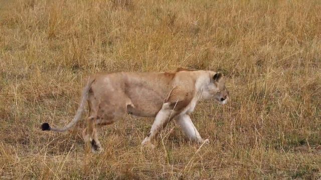 4K African Wildlife: Samburu National Park - Scenic Wildlife Film With Real Sounds