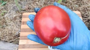 Сорт томата- Вареники с носиком.