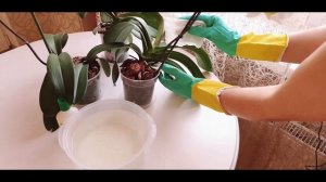 Янтарная кислота для орхидей || Уход за орхидеями || Янтарин врк применение