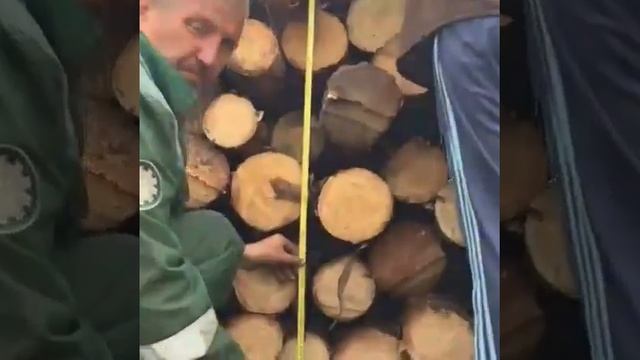 Круглый лес смотреть онлайн