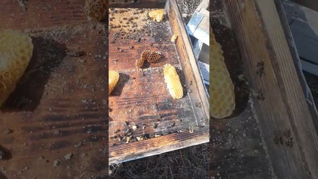 Результат зимовки, в качестве утеплителя, фольгоизол. смотреть онлайн