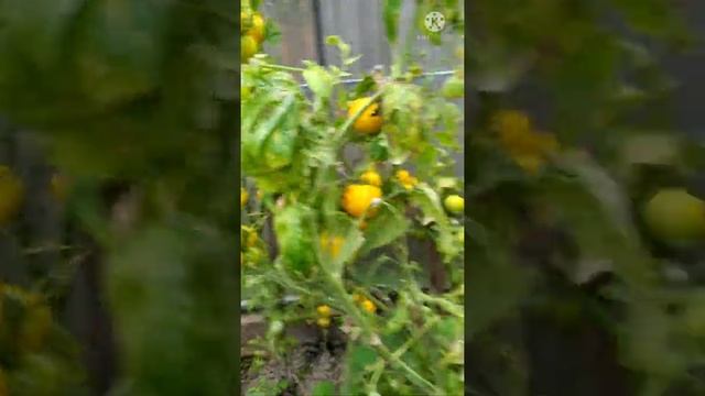 Обзор Томата Янтарный 530 смотреть онлайн