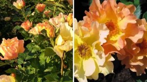 РОЗЫ: самые неприхотливые и морозостойкие сорта роз, зимующие без укрытия!