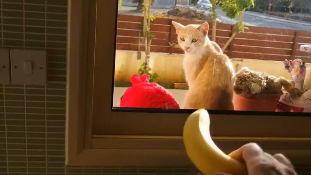 Котик, хочешь бананчик? смотреть онлайн