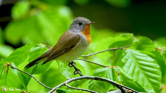 Красивая расслабляющая музыка • Спокойная фортепианная музыка ? Yспокаивающая музыка для нервов смотреть онлайн