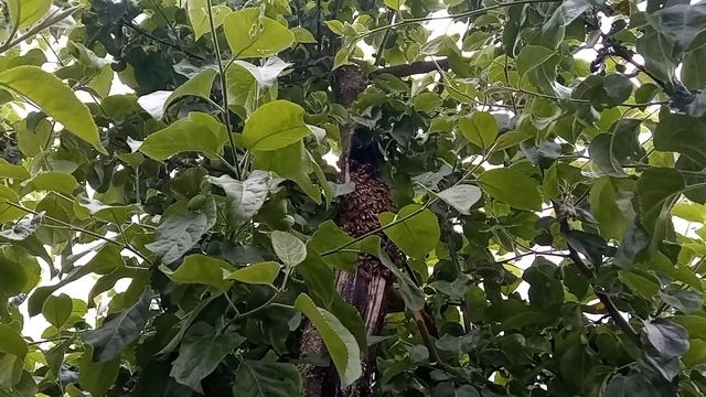 Как выглядят Пчелы в тепловизор смотреть онлайн