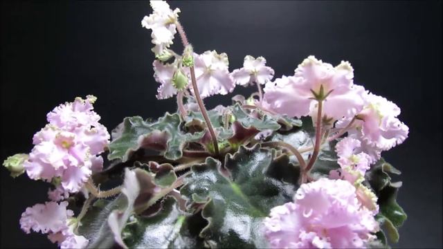 ANCIENT LACE - African Violet Review смотреть онлайн