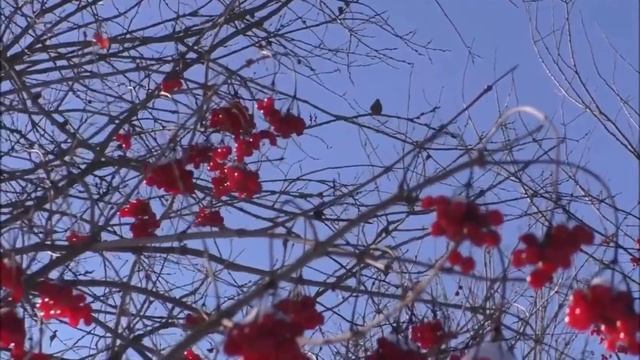 Куст калины растёт у меня во дворе,поет Антонина Киселёва смотреть онлайн