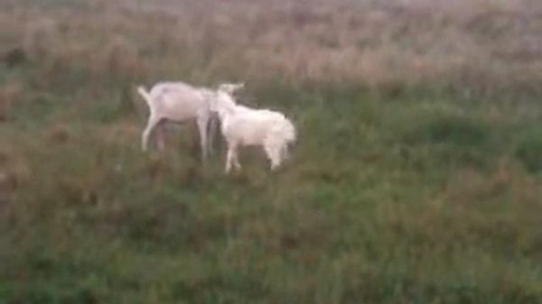 Козы дерутся | The fighters goats