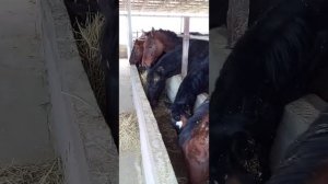 Откорм Коней Лошадей