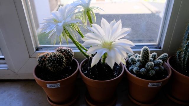 Zen Echinopsis Oxygona