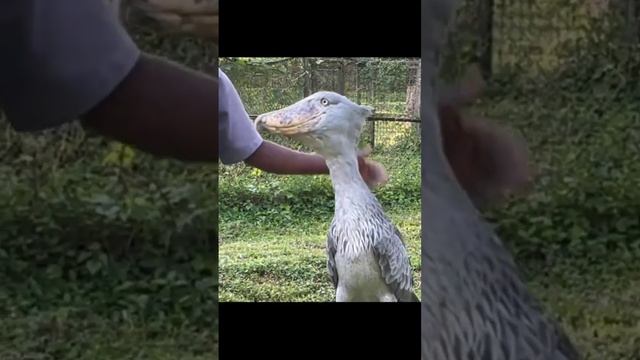 китоглав,если не знал о такой птички с тебя лайк и подписка #животные #мирживотных #интересныефакты смотреть онлайн