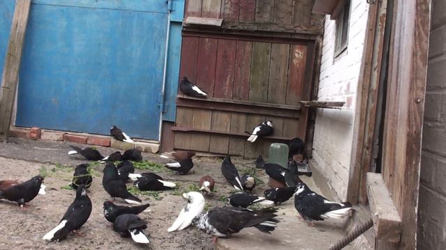 Николашки 09.06.2021 Бывает и такое (история из жизни) смотреть онлайн