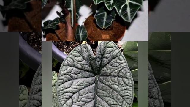 Top 20 Alocasia смотреть онлайн