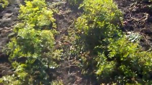 ПЕТРУШКА корневая у вас в огороде.