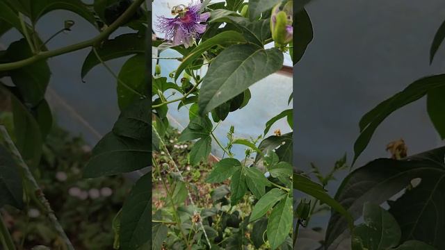 Маракуйя Северная цветы и плоды смотреть онлайн