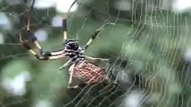 Nephila clavipes weaving circumferential segments смотреть онлайн