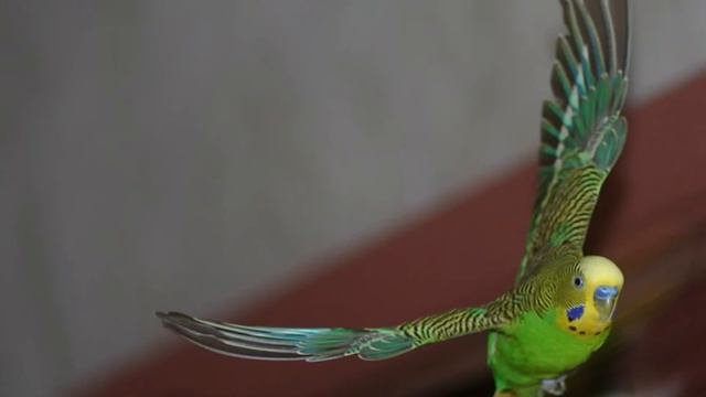 Покупка волнистого попугайчика смотреть онлайн