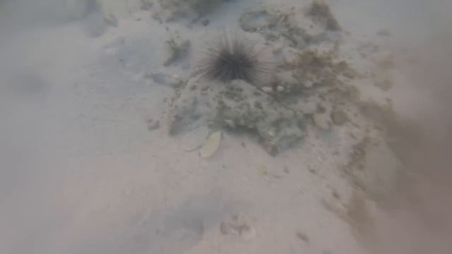 Gopro: Живи Ярко смотреть онлайн