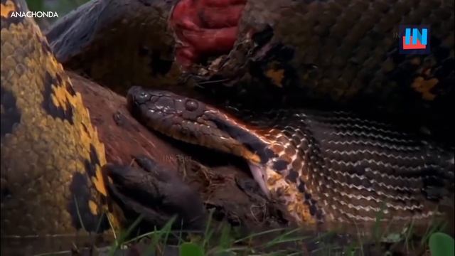 WHO WILL WIN in this deadly fight between these two snakes смотреть онлайн