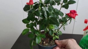 Почему гибнут покупные комнатные розы