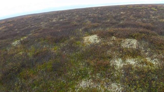 В поисках куропатки, находки на старом зимнике. смотреть онлайн