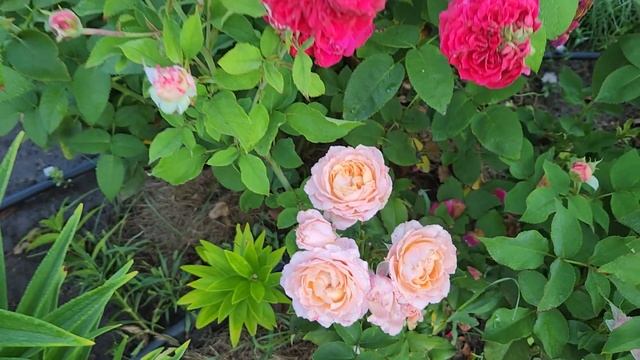 13 августа 2023 г. Утро с розами. Сад зацветает. смотреть онлайн