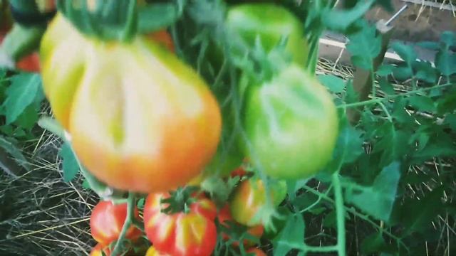 Томат?ЯПОНСКИЙ ТРЮФЕЛЬ красный?оригинальной ФОРМЫ?точно ПОСАЖУ?в следующем году?В разрезе,ВЕС?плода смотреть онлайн