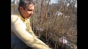 Обрезка малины весной