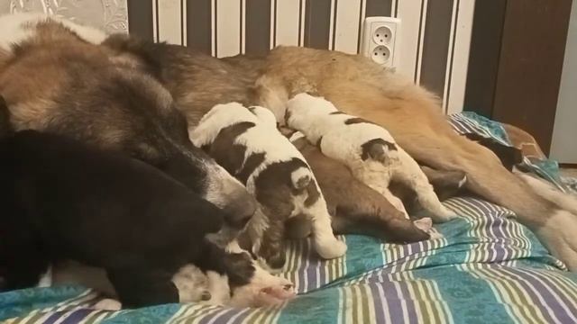 Щенки среднеазиатской овчарки.Алабай смотреть онлайн