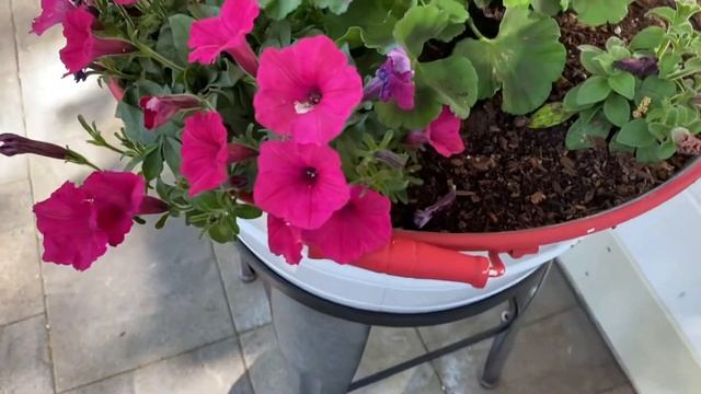 Full to Part-sun Summer planters// Talking petunias vs petunia hybrids in zone 9 смотреть онлайн
