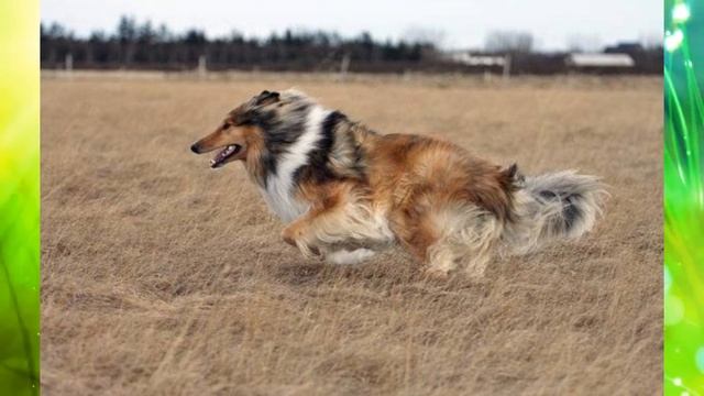 ВСЕ ПОРОДЫ СОБАК МИРА смотреть онлайн