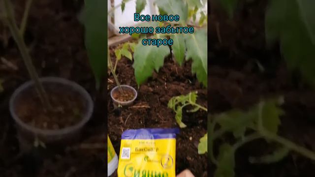 Все новое хорошо забытое старое. Томаты. смотреть онлайн