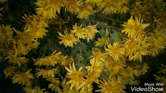 Осенние цветы. Autumn flowers. смотреть онлайн
