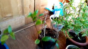 Домашний гранат выращивание формировки пышной кроны с 0 варианты. Плоды урожай граната дома