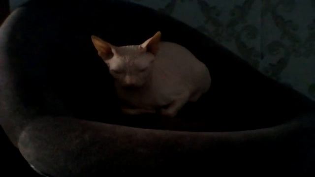 Знакомьтесь это Феликс! смотреть онлайн