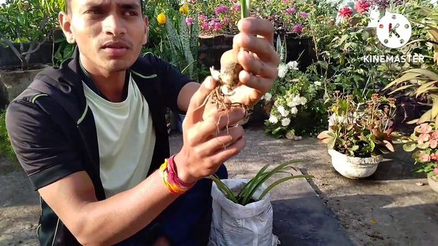 how to grow and care amaryllis lily. amaryllis lily bulb planting.(@kdsgardeningvlog5059) смотреть онлайн