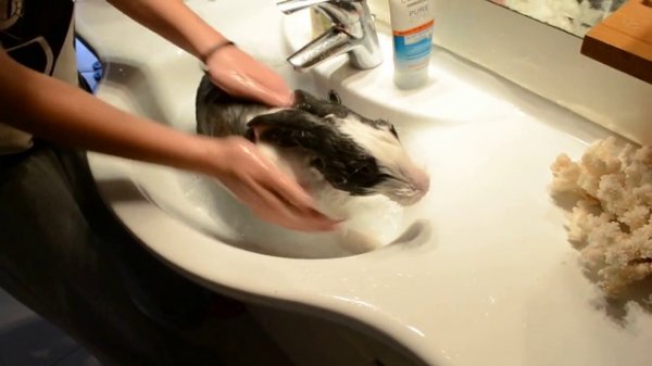 Симпатичный кролик Клуди любит принимать ванны