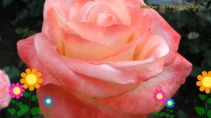 Роза чайно-гибридная Белла Перл. Краткий обзор, описание характеристик Belle Perle