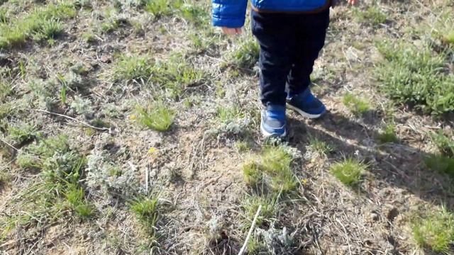 Влог. Как мы собирали степные тюльпаны. смотреть онлайн